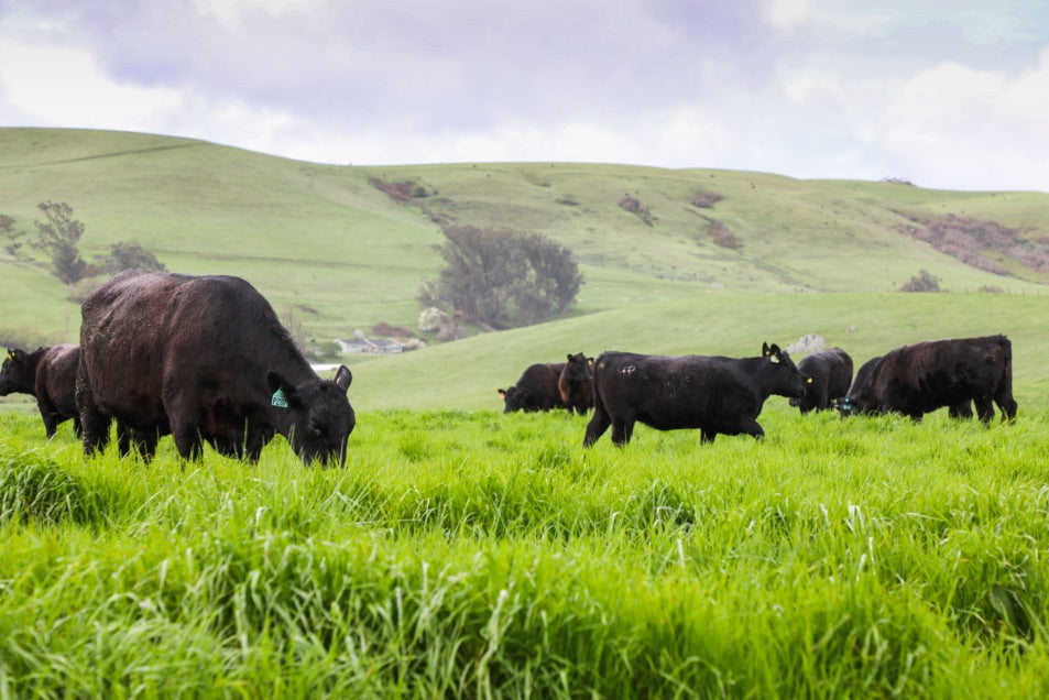 Earth Day 2019: Carbon Farming for the Future