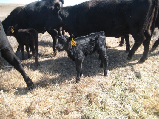 Mytty - One Week Old