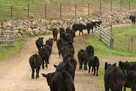 Changing Pastures