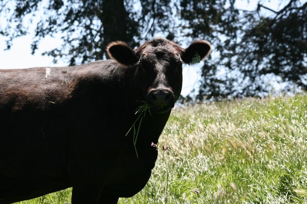 May Showers Bring Happy Cows... And Ranchers