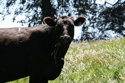 May Showers Bring Happy Cows... And Ranchers