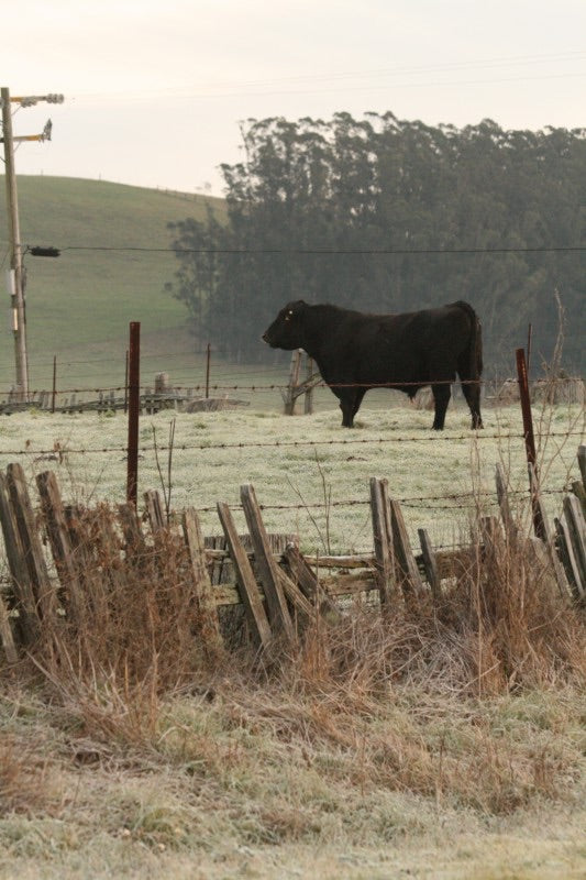 December On The Ranch