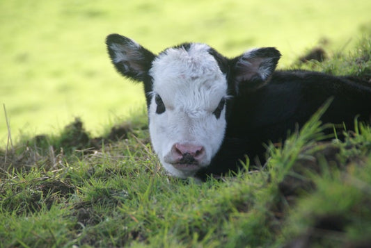 Valentine's Day Calf