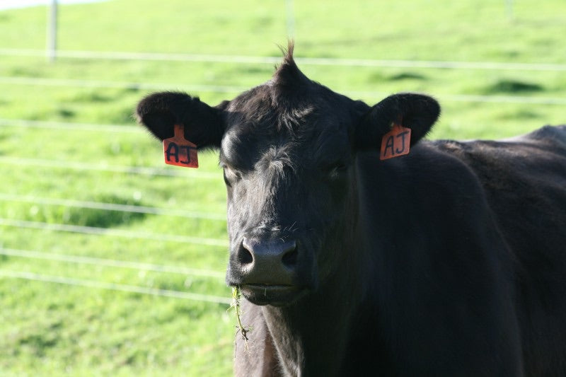 Our Future Grass-Fed Beef Rancher