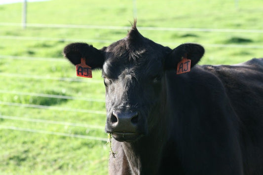 Our Future Grass-Fed Beef Rancher