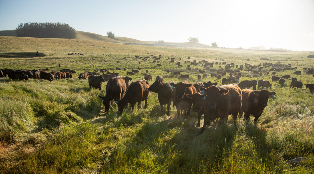 The True Cost of Raising Meat the Right Way - An Update on Our Pricing