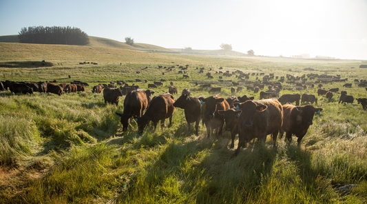 The True Cost of Raising Meat the Right Way - An Update on Our Pricing