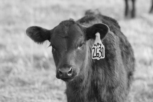 Thanksgiving at Stemple Creek Ranch