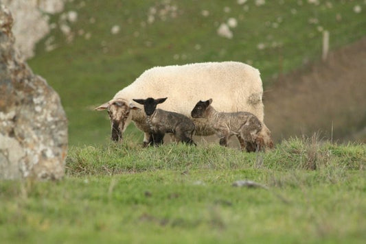Christmas Day Lambs