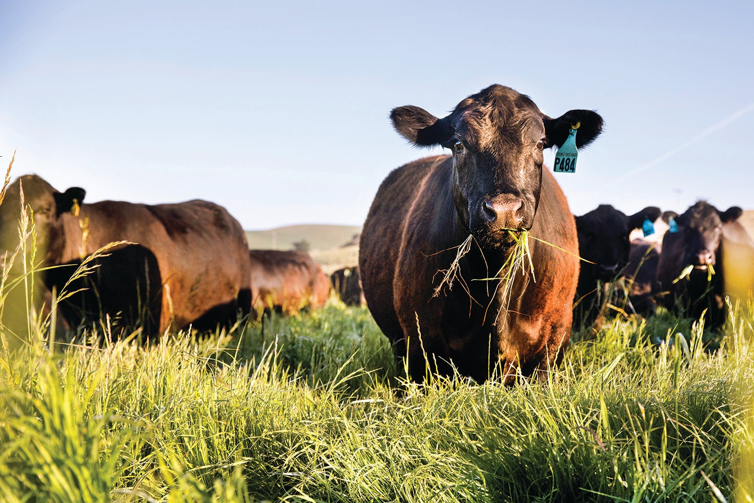 Close-up of a black cow chewing grass in a pasture, with more cows and blue sky in the background