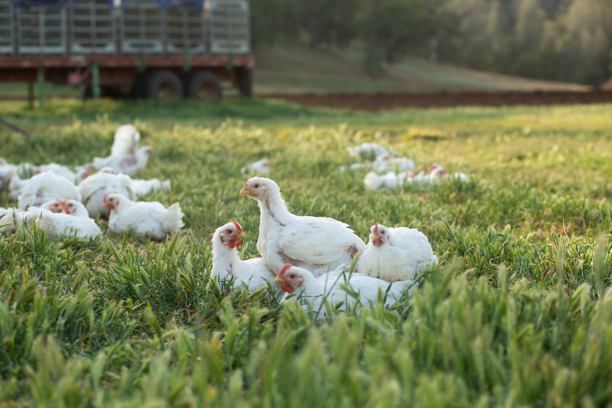 Organic Whole Chicken – Rusty Hinges Ranch