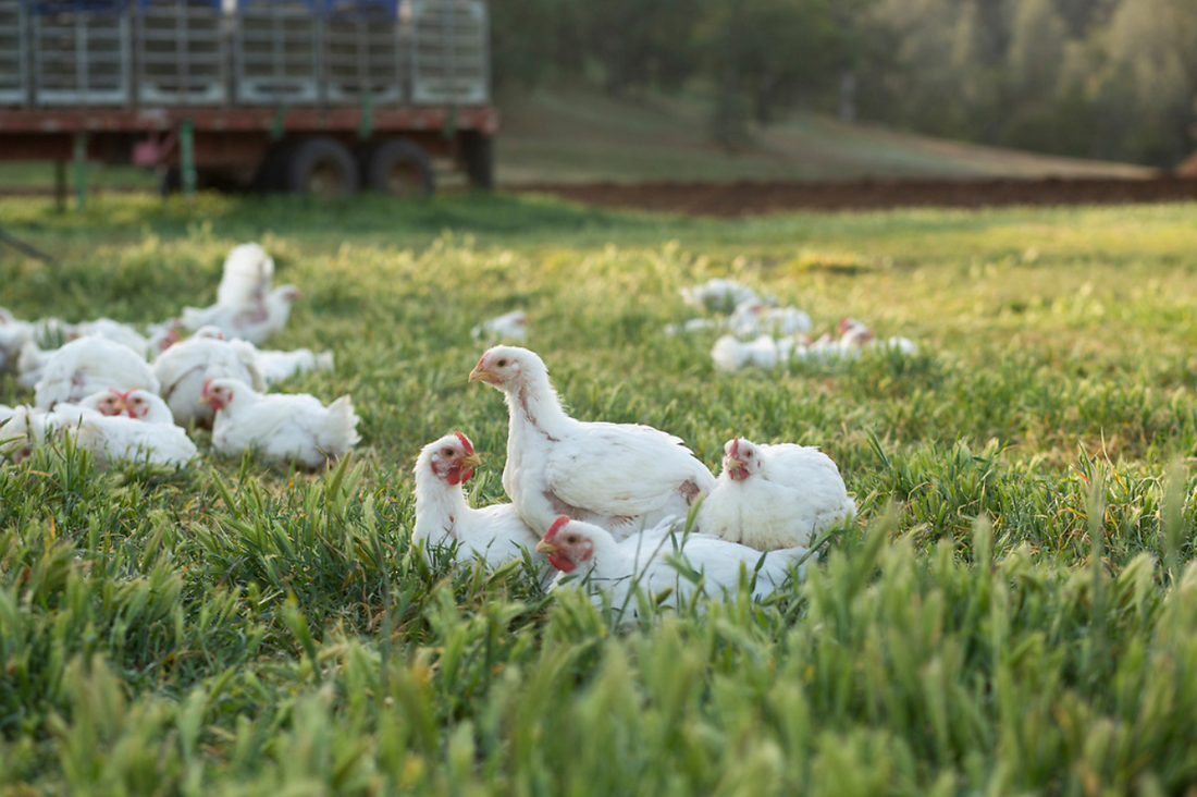 Raised Whole Chicken  Smokin Oaks Organic Farms
