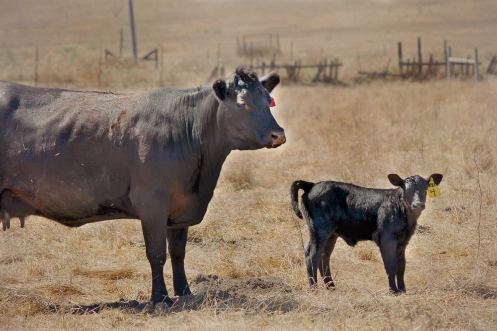 Calving Season!