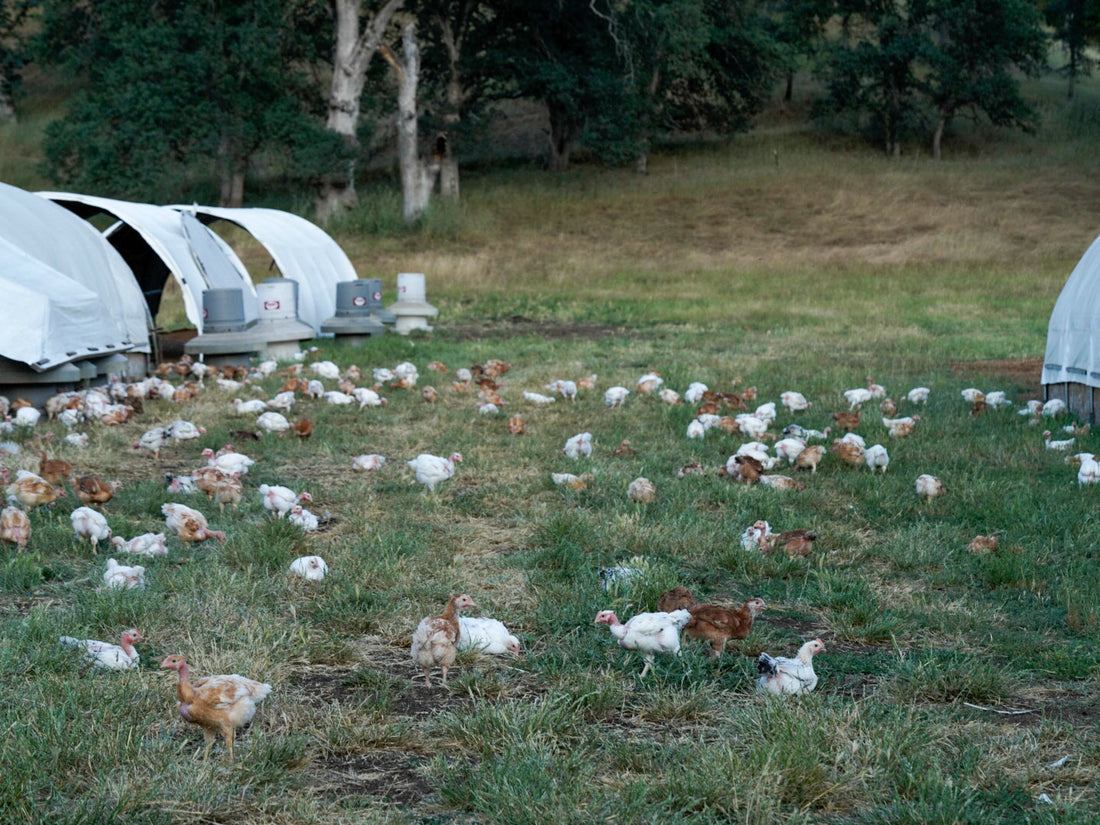 The Evolution of Our Chicken Program