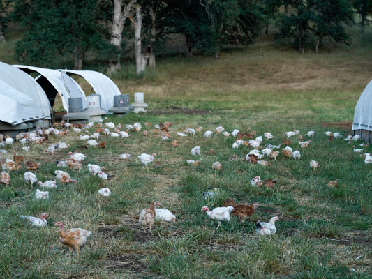 The Evolution of Our Chicken Program