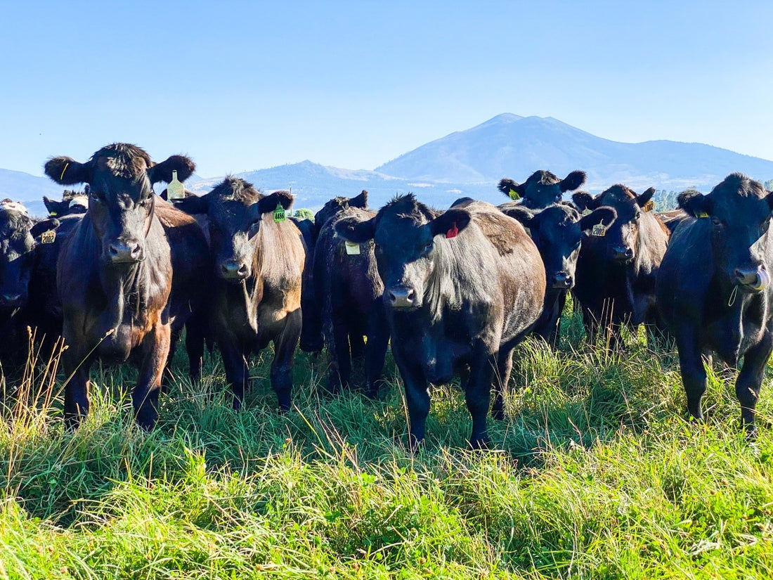 Understanding “Pasture to Plate” - Part One