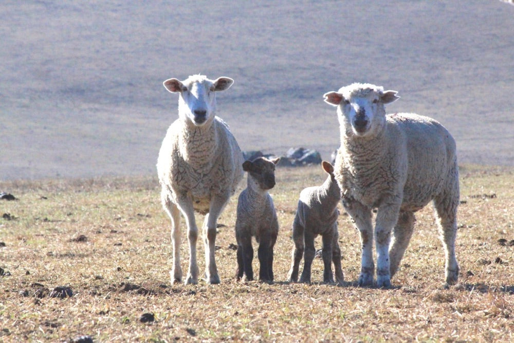A Day With Our Spring Lambs