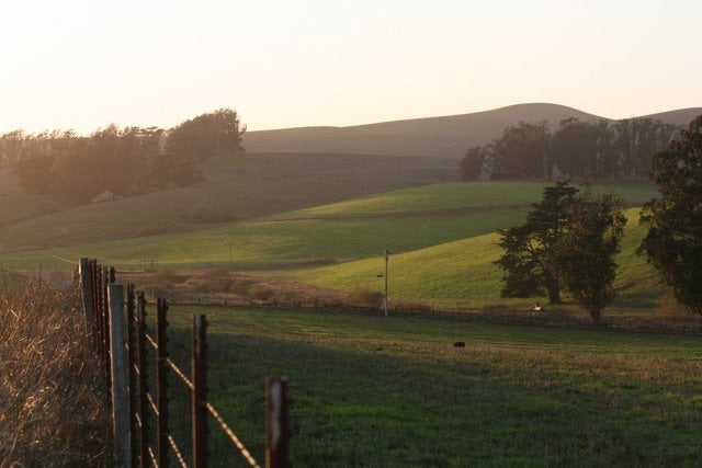 Green Grass, Mytty at One Month