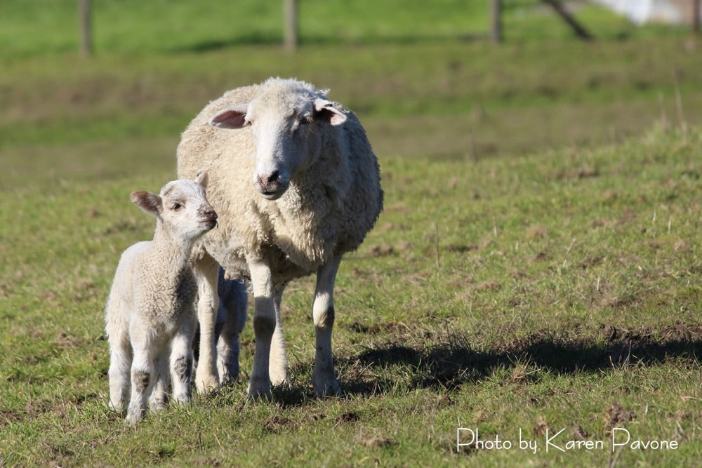 It's Lambing Season!