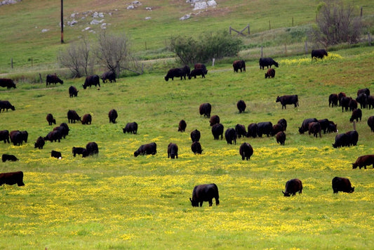 Born & Grazed: What is Rotational Grazing?