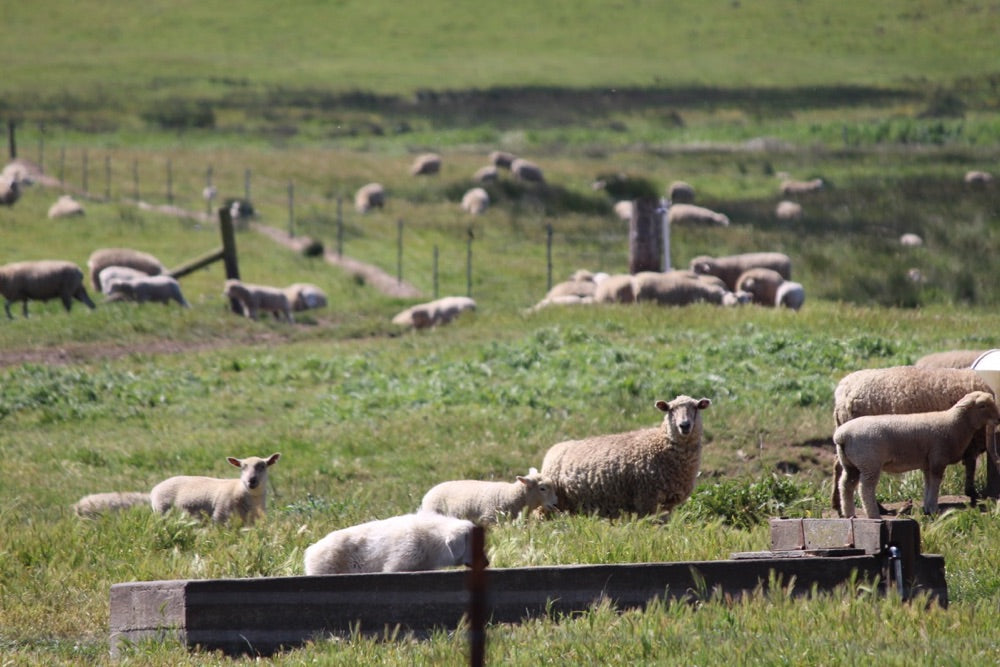 It's Sheep Shearing Season