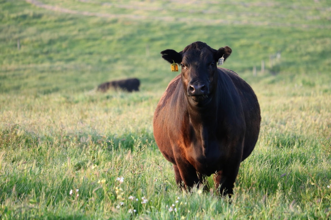 The Benefits of Regenerative Grazing