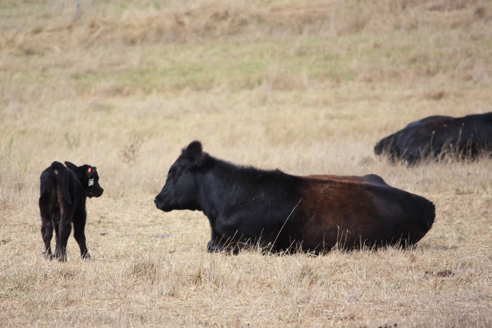 Calving Season