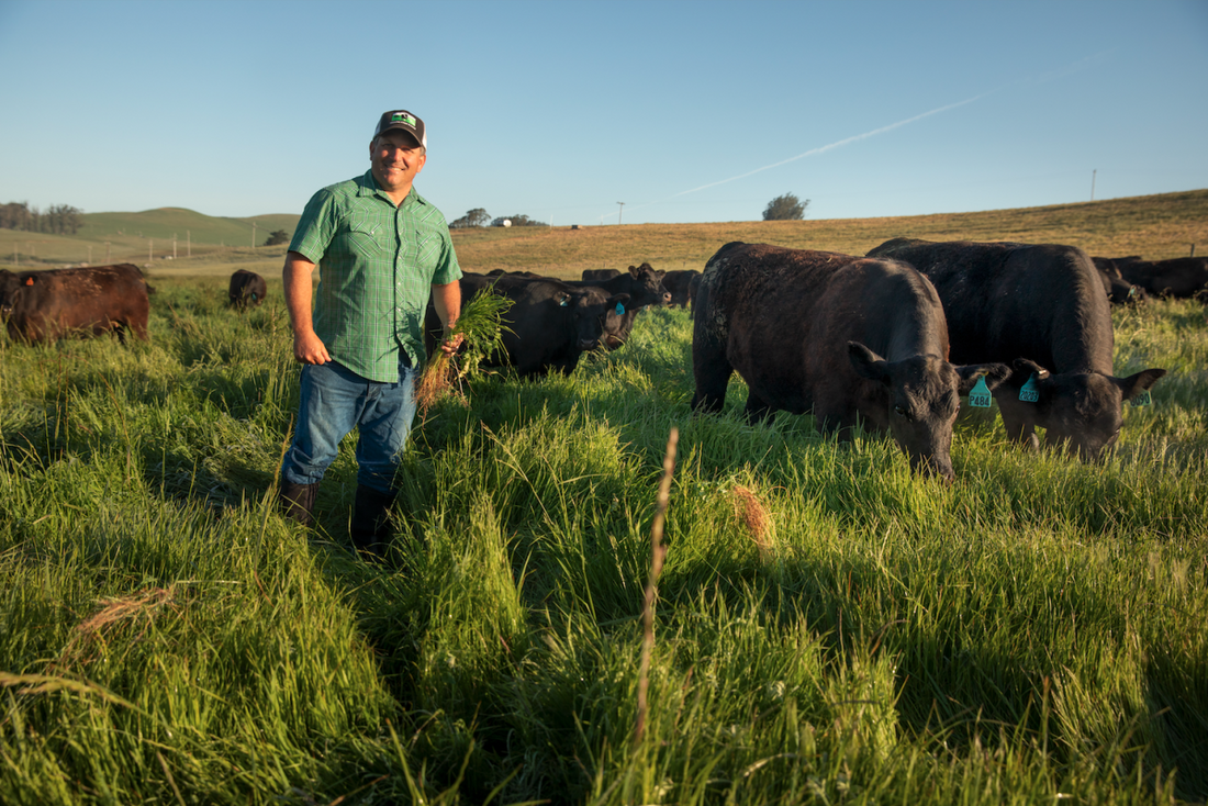 Why is Grass Fed Beef Better? - Stemple Creek Ranch