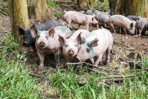 Are you ready to go whole hog in 2024?