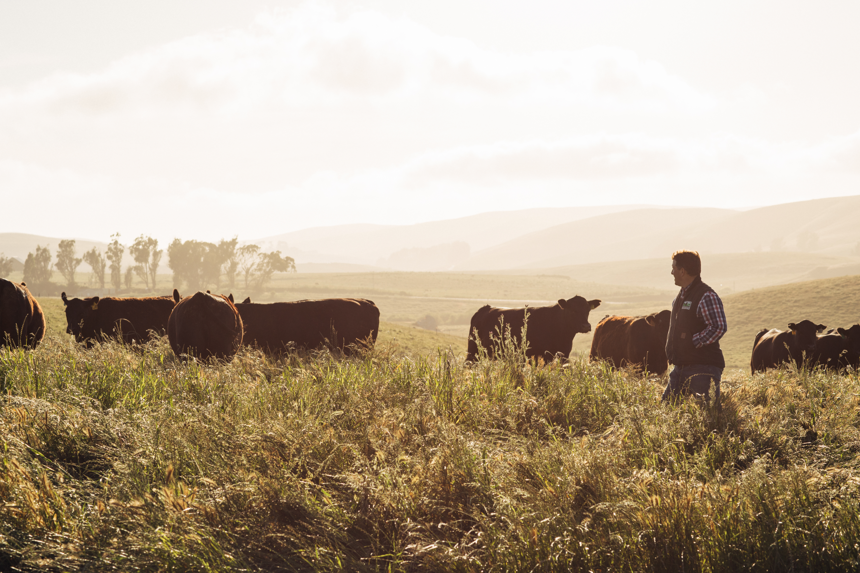 Loren walking through tall grass alongside grazing cattle on a sunlit ranch with rolling hills in the distance