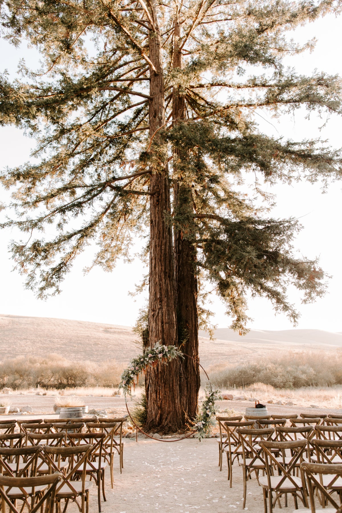 Ceremony under the majestic redwood tree