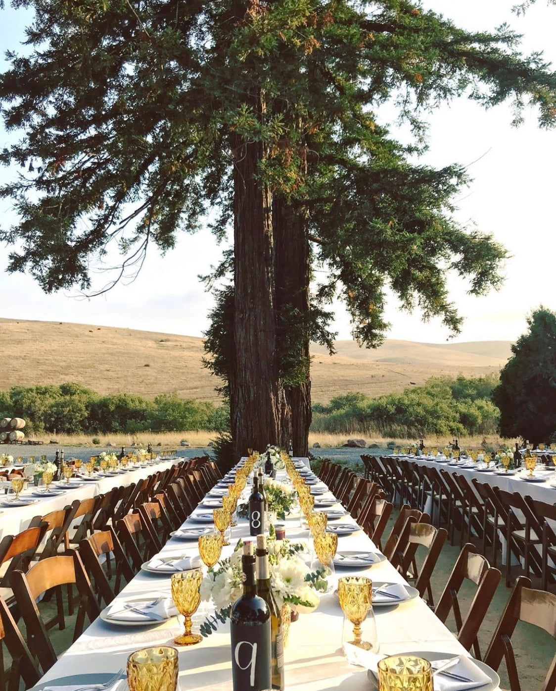 Reception under the towering redwood tree